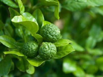 makrut lime fruits on a tree