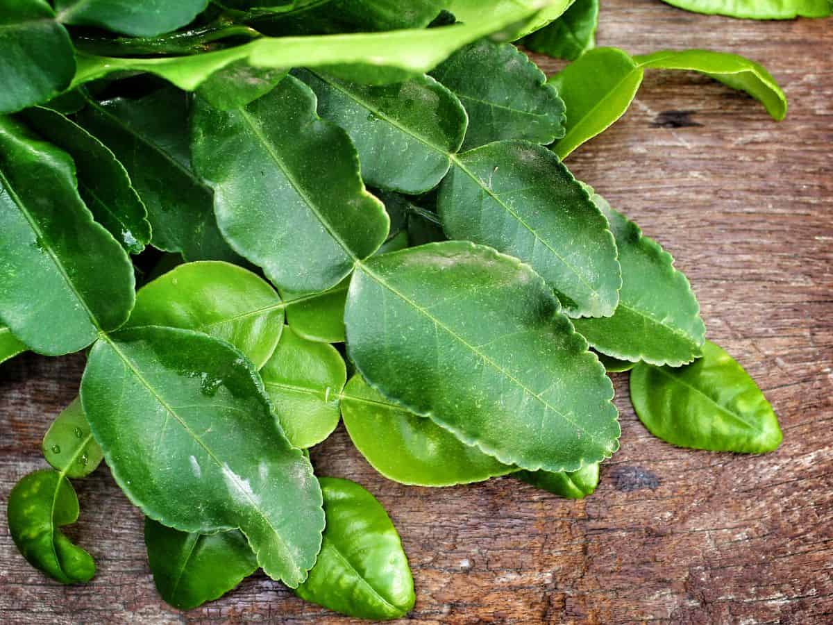 a pile of makrut lime leaves