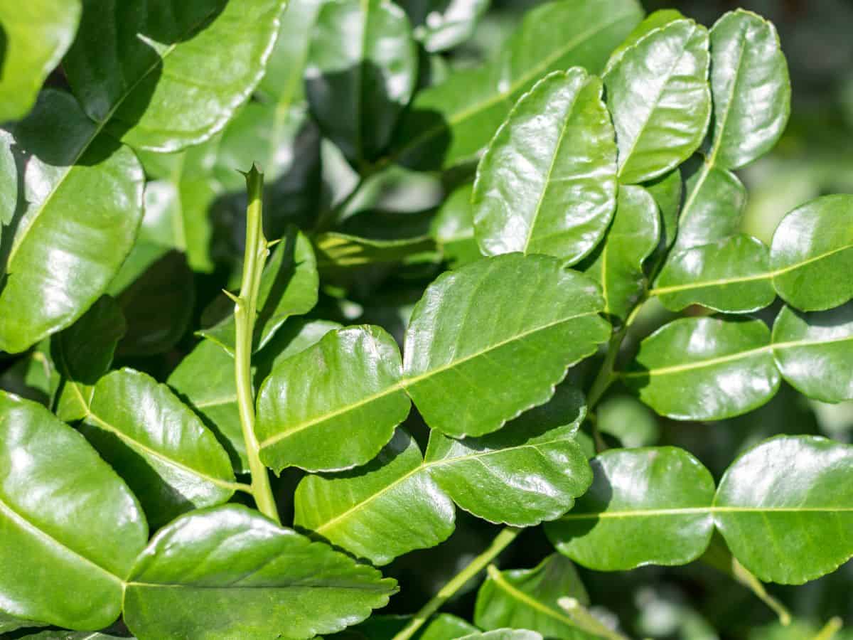 makrut lime leaves on the tree