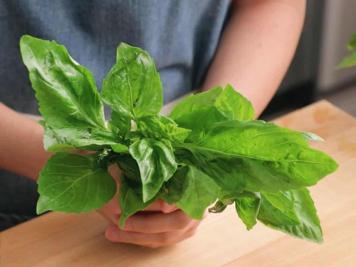 A bunch of italian basil