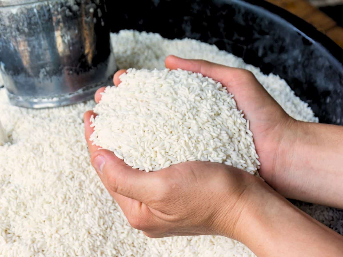 raw sticky rice held in hands