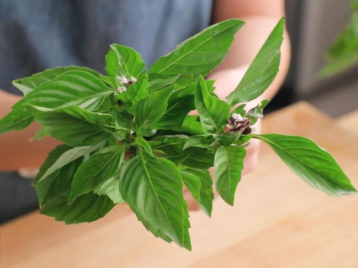 a bunch of thai basil